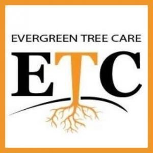 Evergreen Tree Care