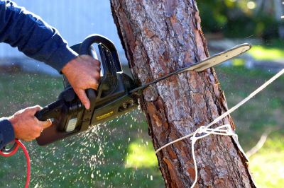 Easement Tree Removal