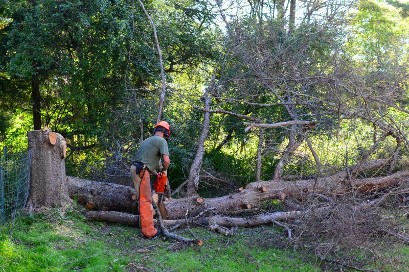 Easement Tree Removal