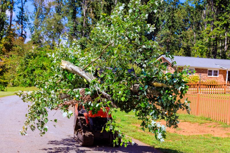 Easement Tree Removal