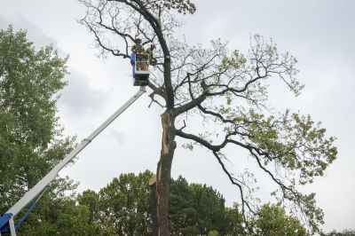 Easement Tree Removal