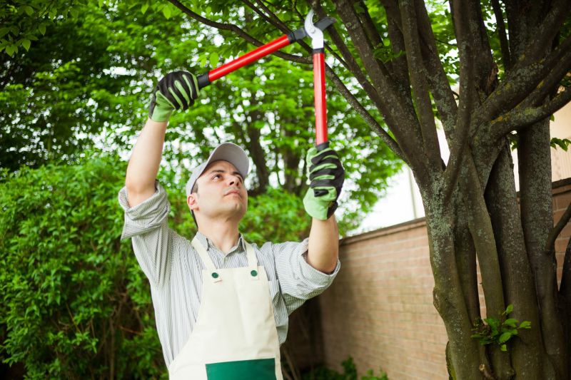 Local Easement Tree Removal pros at work