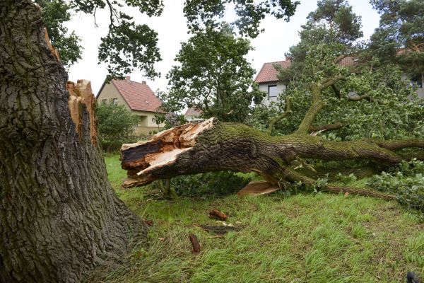Down Tree Removal