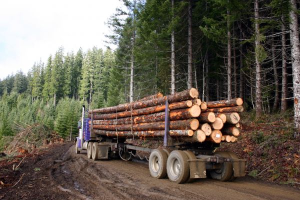 Tree Hauling