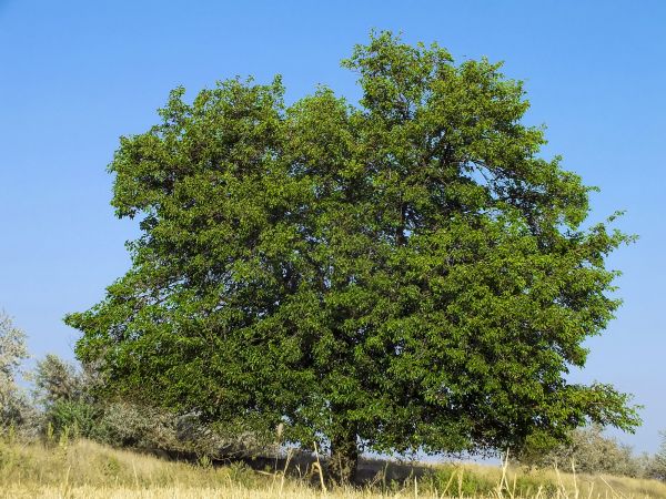 Mulberry Tree Clearance