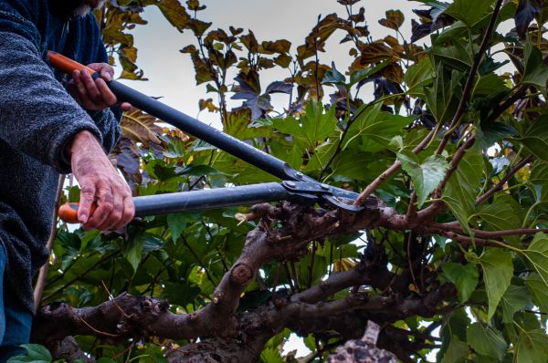 Mulberry Tree Cutting