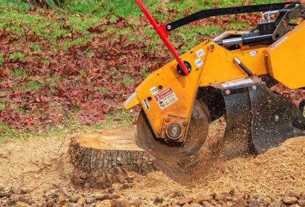Tree Stump Disposal